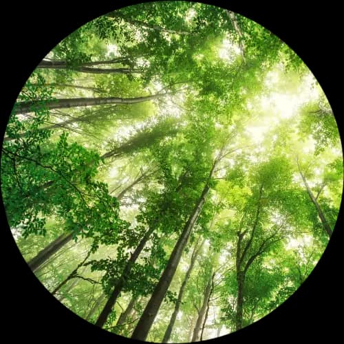 Forêt